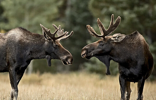 Though we don't recommend moose as an alternative for limousine services, Aspen residents love to show off our wildlife.